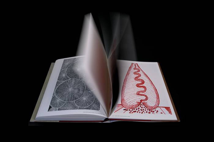 Kunstbuch Louise Bourgeois – Drawings and Sculpture